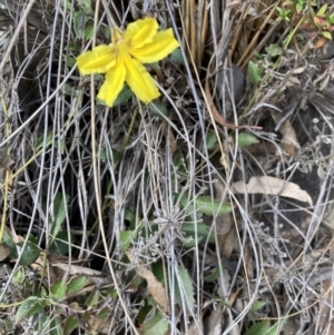 Goodenia hederacea subsp. hederacea at Canberra Central, ACT - 4 Sep 2023