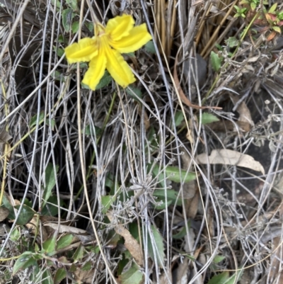 Goodenia hederacea subsp. hederacea (Ivy Goodenia, Forest Goodenia) at Canberra Central, ACT - 4 Sep 2023 by Jenny54