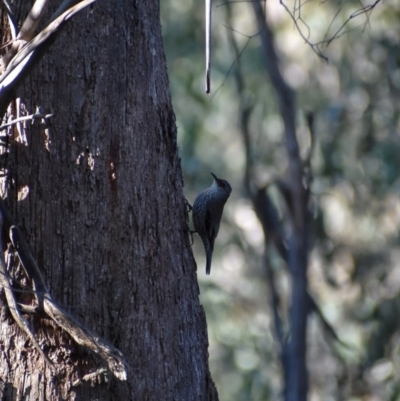Climacteris erythrops (Red-browed Treecreeper) at Namadgi National Park - 3 Sep 2023 by Satine