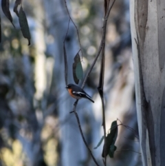 Petroica phoenicea (Flame Robin) at Cotter River, ACT - 3 Sep 2023 by Satine