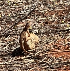 Ctenophorus nuchalis (Central Netted Dragon) at Gunderbooka, NSW - 28 Aug 2023 by SimoneC