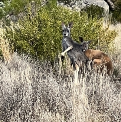 Osphranter rufus (Red Kangaroo) at Gundabooka National Park - 27 Aug 2023 by SimoneC