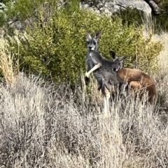 Osphranter rufus (Red Kangaroo) at Gundabooka National Parks - 27 Aug 2023 by SimoneC