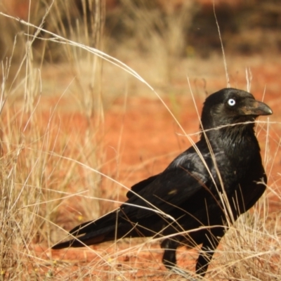 Corvus bennetti (Little Crow) at Gundabooka National Park - 28 Aug 2023 by SimoneC