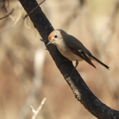 Petroica goodenovii (Red-capped Robin) at Gundabooka National Park - 28 Aug 2023 by SimoneC