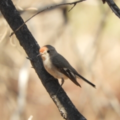 Petroica goodenovii at Gunderbooka, NSW - 28 Aug 2023 02:25 PM