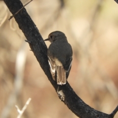 Petroica goodenovii at Gunderbooka, NSW - 28 Aug 2023 02:25 PM