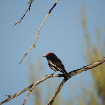 Petroica goodenovii (Red-capped Robin) at Gundabooka National Park - 28 Aug 2023 by SimoneC