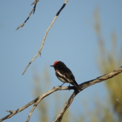 Petroica goodenovii (Red-capped Robin) at Gunderbooka, NSW - 28 Aug 2023 by SimoneC