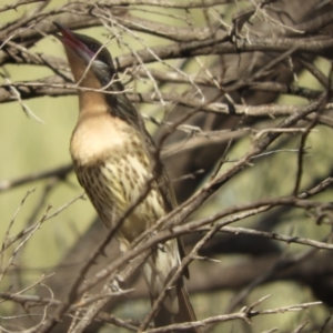 Acanthagenys rufogularis at Gunderbooka, NSW - 28 Aug 2023 02:23 PM