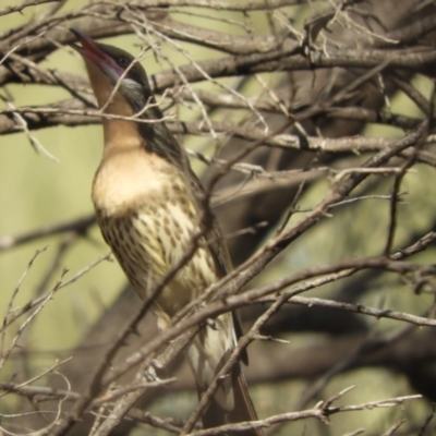 Acanthagenys rufogularis (Spiny-cheeked Honeyeater) at Gundabooka National Park - 28 Aug 2023 by SimoneC