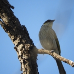 Gavicalis virescens (Singing Honeyeater) at Gundabooka National Parks - 28 Aug 2023 by SimoneC