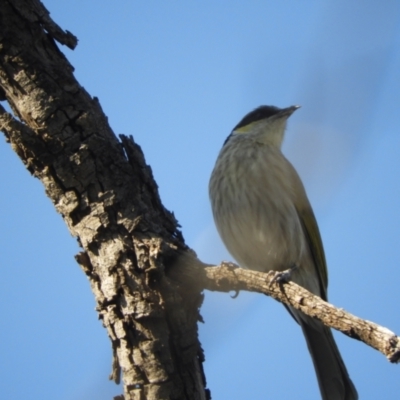 Gavicalis virescens (Singing Honeyeater) at Gundabooka National Parks - 28 Aug 2023 by SimoneC