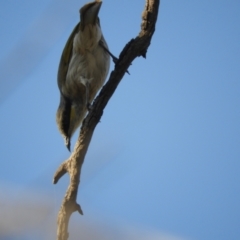 Gavicalis virescens at Gunderbooka, NSW - 28 Aug 2023