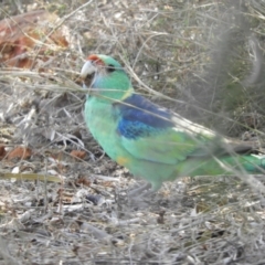 Barnardius zonarius (Australian Ringneck) at Gundabooka National Park - 28 Aug 2023 by SimoneC