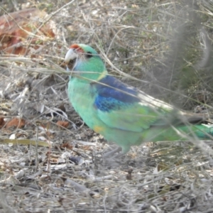 Barnardius zonarius at Gunderbooka, NSW - 28 Aug 2023 02:37 PM