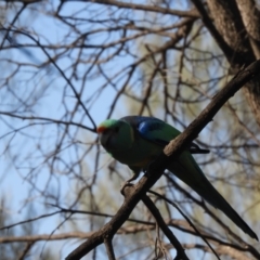 Barnardius zonarius at Gunderbooka, NSW - 28 Aug 2023