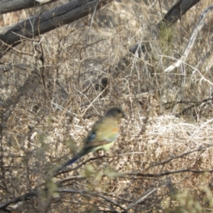 Psephotellus varius at Gunderbooka, NSW - 28 Aug 2023 02:38 PM