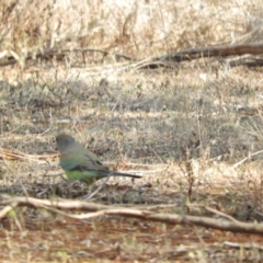 Psephotellus varius at Gunderbooka, NSW - 28 Aug 2023 02:38 PM