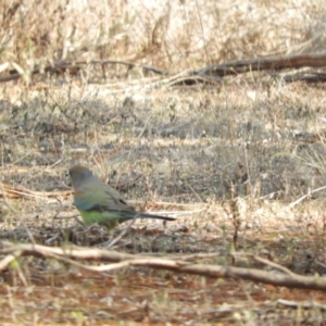 Psephotellus varius at Gunderbooka, NSW - 28 Aug 2023 02:38 PM