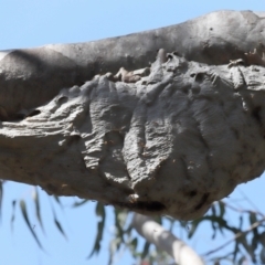 Unidentified Social or paper-nest wasp (Vespidae, Polistinae or Vespinae) at Cleveland, QLD - 30 Aug 2023 by TimL