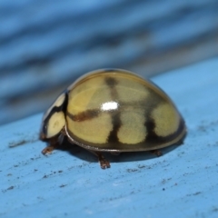 Harmonia testudinaria (Tortoise-shelled ladybird) at Capalaba, QLD - 4 Sep 2023 by TimL