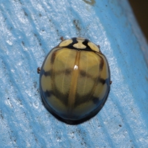 Harmonia testudinaria at Capalaba, QLD - 4 Sep 2023