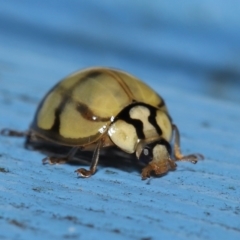 Harmonia testudinaria at Capalaba, QLD - 4 Sep 2023 03:52 PM