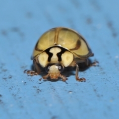 Harmonia testudinaria at Capalaba, QLD - 4 Sep 2023