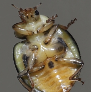 Harmonia testudinaria at Capalaba, QLD - 4 Sep 2023