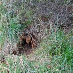 Vombatus ursinus (Common wombat, Bare-nosed Wombat) at Isaacs Ridge and Nearby - 4 Sep 2023 by Mike