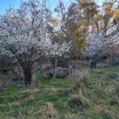 Prunus sp. (A Plum) at Isaacs Ridge - 4 Sep 2023 by Mike