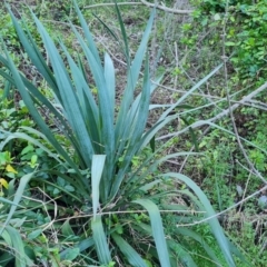 Cordyline sp. (Cordyline) at Isaacs Ridge and Nearby - 4 Sep 2023 by Mike