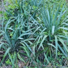 Cordyline sp. at Jerrabomberra, ACT - 4 Sep 2023 04:45 PM