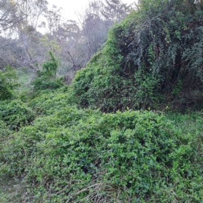 Lonicera japonica (Japanese Honeysuckle) at Isaacs Ridge and Nearby - 4 Sep 2023 by Mike