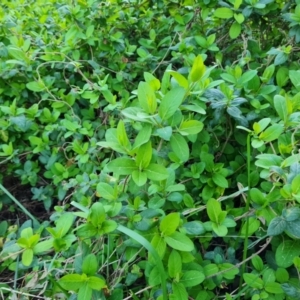 Lonicera japonica at Jerrabomberra, ACT - 4 Sep 2023