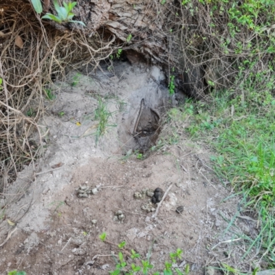 Vombatus ursinus (Bare-nosed Wombat) at Jerrabomberra, ACT - 4 Sep 2023 by Mike