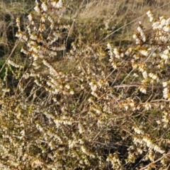 Styphelia fletcheri subsp. brevisepala (Twin Flower Beard-Heath) at Jerrabomberra, ACT - 4 Sep 2023 by Mike
