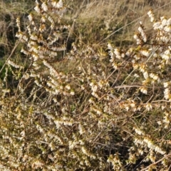 Styphelia fletcheri subsp. brevisepala (Twin Flower Beard-Heath) at Isaacs Ridge and Nearby - 4 Sep 2023 by Mike