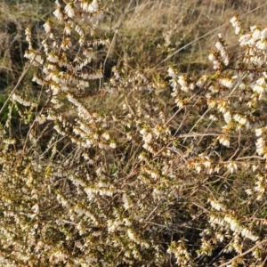 Leucopogon fletcheri subsp. brevisepalus at Jerrabomberra, ACT - 4 Sep 2023