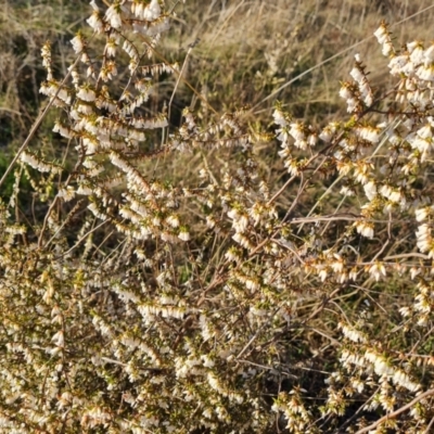 Styphelia fletcheri subsp. brevisepala (Twin Flower Beard-Heath) at Jerrabomberra, ACT - 4 Sep 2023 by Mike