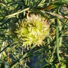 Cecidomyiidae (family) (Gall gnat) at Isaacs Ridge and Nearby - 4 Sep 2023 by Mike