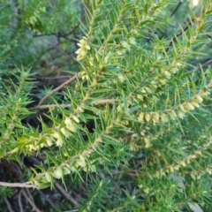 Melichrus urceolatus (Urn Heath) at Jerrabomberra, ACT - 4 Sep 2023 by Mike