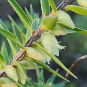 Melichrus urceolatus at Jerrabomberra, ACT - 4 Sep 2023