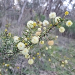 Acacia ulicifolia (Prickly Moses) at Isaacs Ridge - 4 Sep 2023 by Mike