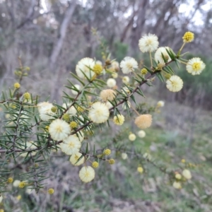 Acacia ulicifolia at Jerrabomberra, ACT - 4 Sep 2023