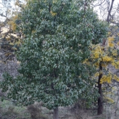 Brachychiton populneus subsp. populneus (Kurrajong) at Isaacs Ridge and Nearby - 4 Sep 2023 by Mike