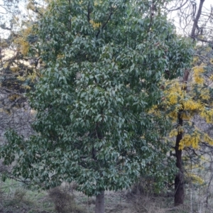 Brachychiton populneus subsp. populneus at Jerrabomberra, ACT - 4 Sep 2023