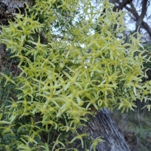 Clematis leptophylla at Jerrabomberra, ACT - 4 Sep 2023