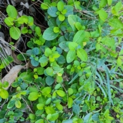 Lonicera japonica (Japanese Honeysuckle) at Isaacs Ridge and Nearby - 4 Sep 2023 by Mike